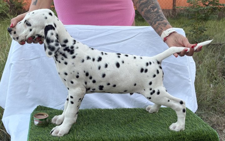 Törzskönyves kan és szuka dalmaták