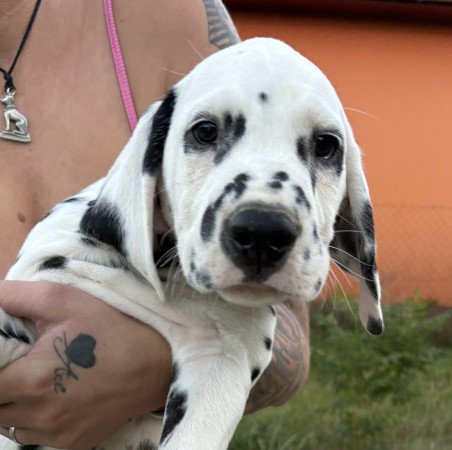 Törzskönyves kan és szuka dalmaták