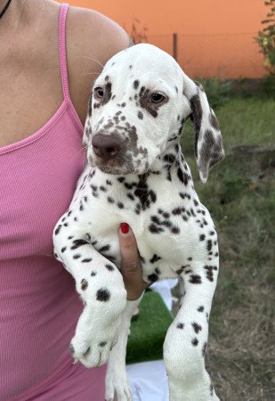 Törzskönyves kan és szuka dalmaták