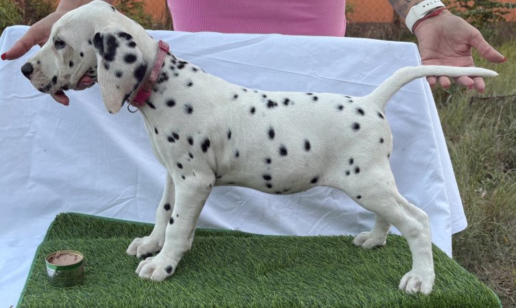 Törzskönyves kan és szuka dalmaták