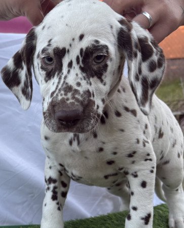 Törzskönyves kan és szuka dalmaták