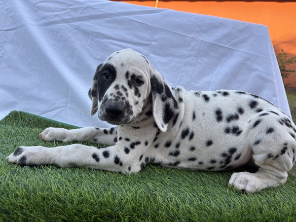 Törzskönyves kan és szuka dalmaták