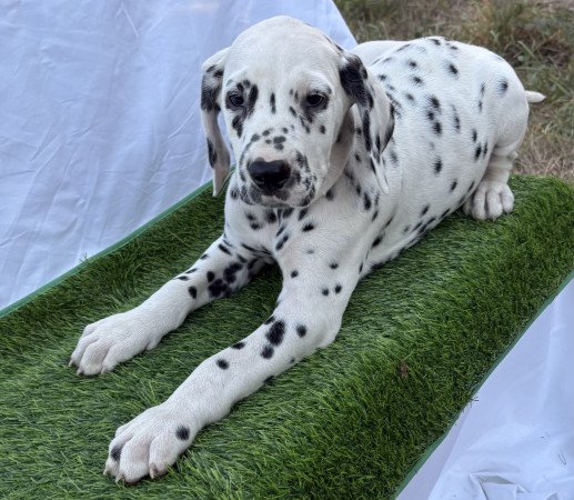 Törzskönyves kan és szuka dalmaták