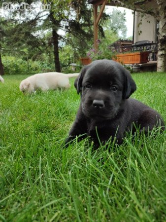 Labrador szülőktől  kiskutyák elérhetőek