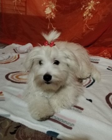 Havanese