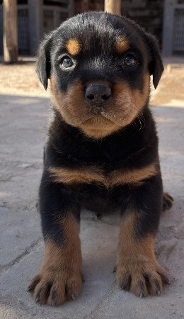 Rottweiler kölykök