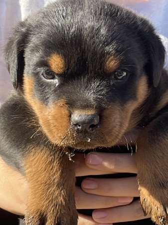 Rottweiler kölykök