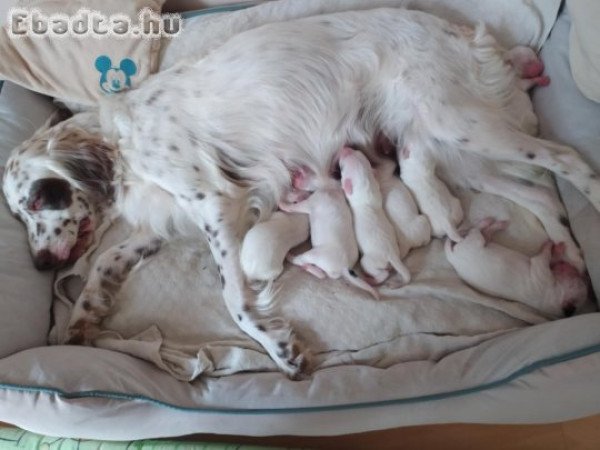 Angol szetter  kölyök eladók