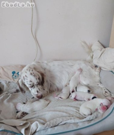 Angol szetter  kölyök eladók