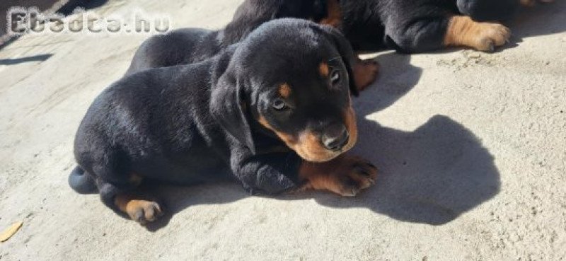 Törpe tacskó fajtiszta jellegű