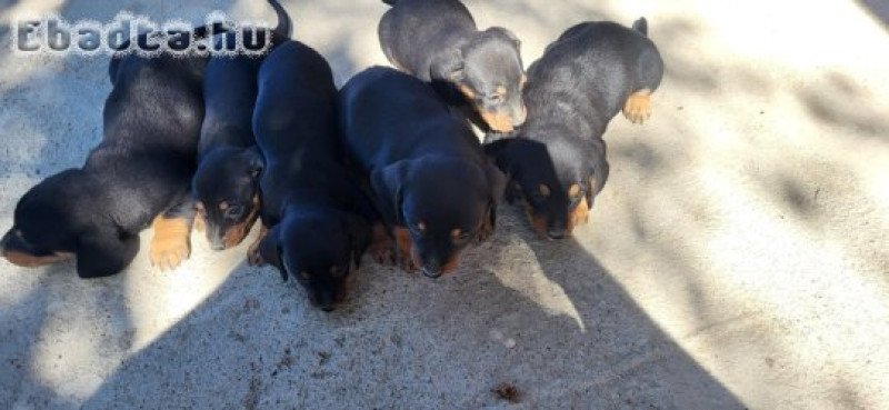 Törpe tacskó fajtiszta jellegű