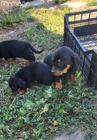 Törpe tacskó fajtiszta jellegű