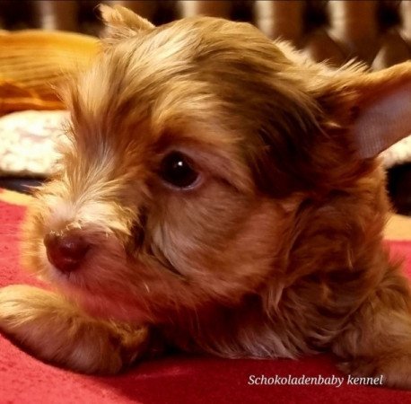 Yorkshire terrier