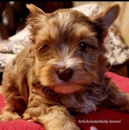 Yorkshire terrier