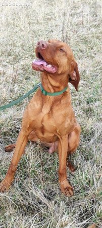 Szarvasgomba kereső kutya keresi munkatársát!