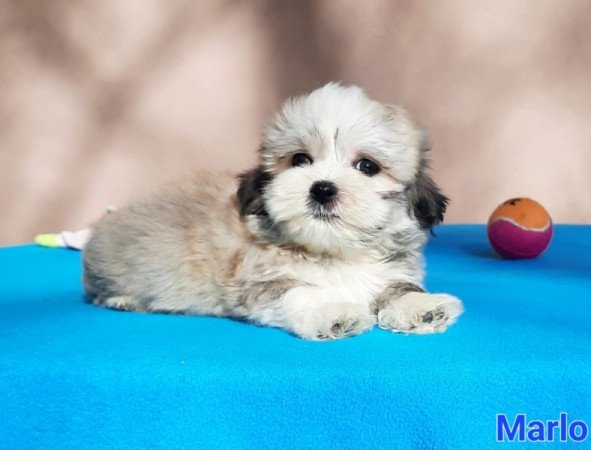 Bichon Havanese