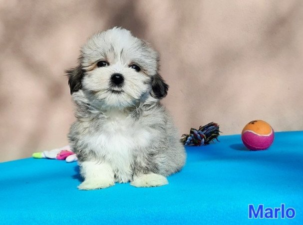 Bichon Havanese