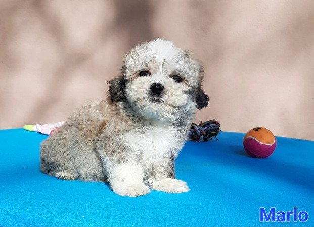 Bichon Havanese