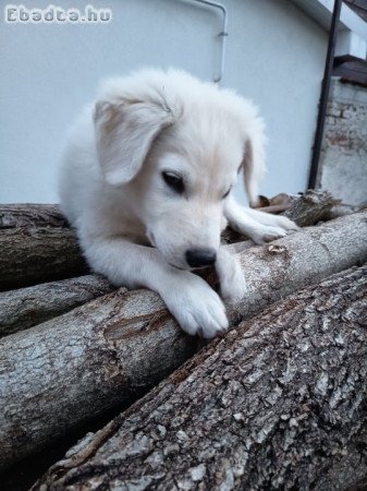 Mudi jellegű kiskutya eladó