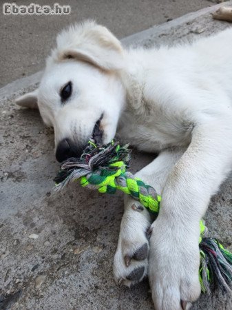 Mudi jellegű kiskutya eladó