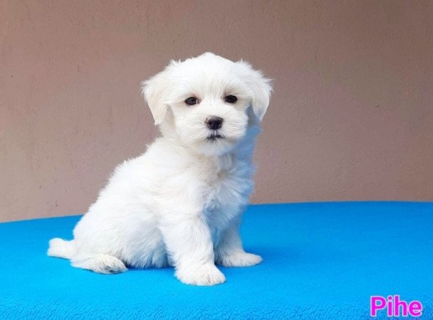 Bichon Havanese