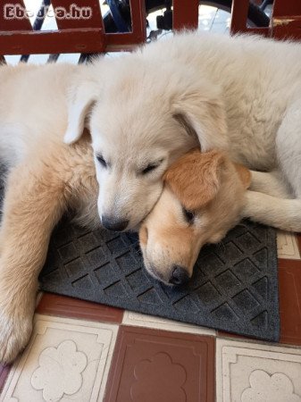 Mudi jellegű kiskutya eladó