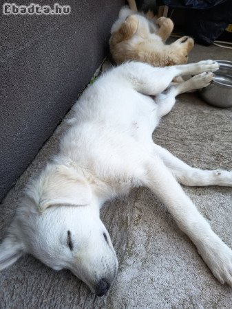 Mudi jellegű kiskutya eladó