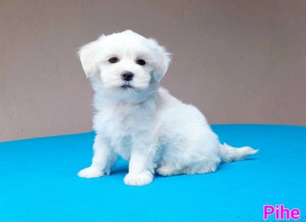 Bichon Havanese