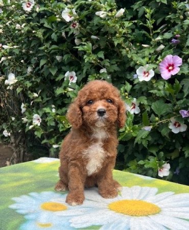 Cavapoo