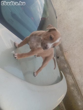 Stetfordsirre kis kutya