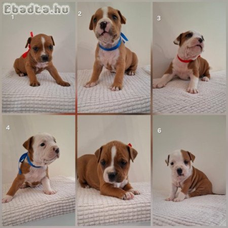 Staffordshire terrier kiskutyák