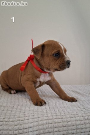 Staffordshire terrier kiskutyák