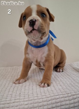 Staffordshire terrier kiskutyák