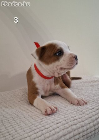 Staffordshire terrier kiskutyák