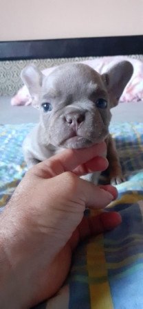 Francia bulldog