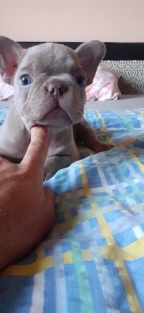 Francia bulldog