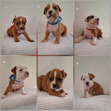 Staffordshire terrier