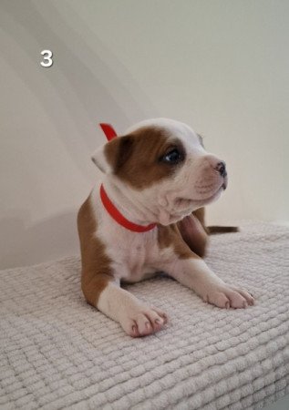 Staffordshire terrier