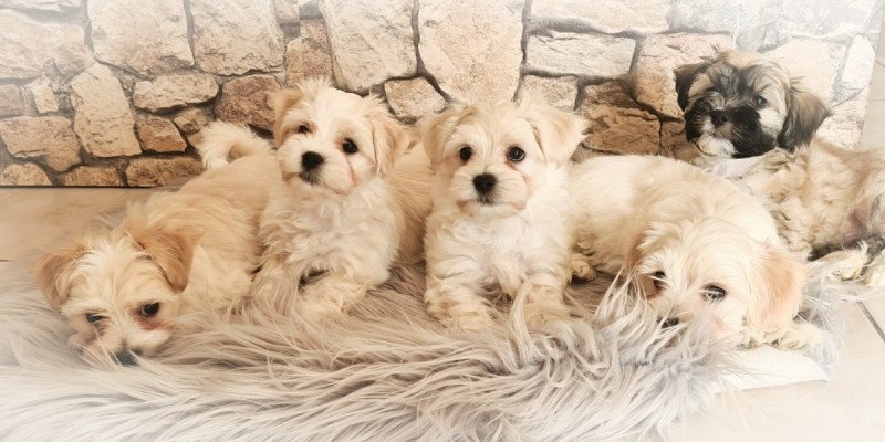 Bichon havanese