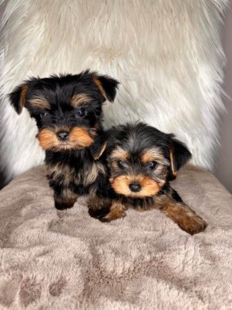 Mini és extra mini Yorkshire terrier