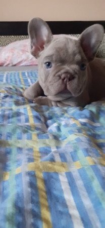 Francia bulldog