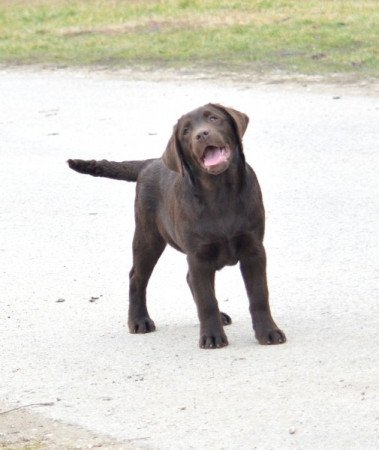 Labrador retriever