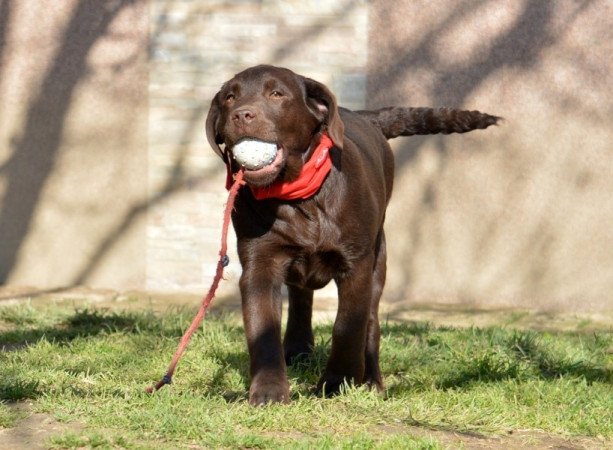 Labrador retriever