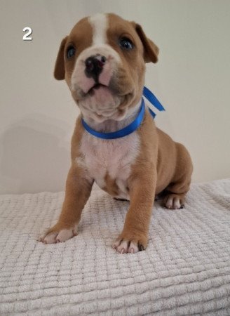 Staffordshire terrier