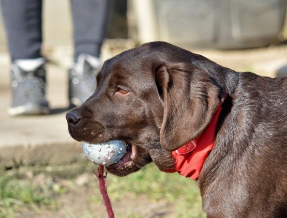 Labrador retriever