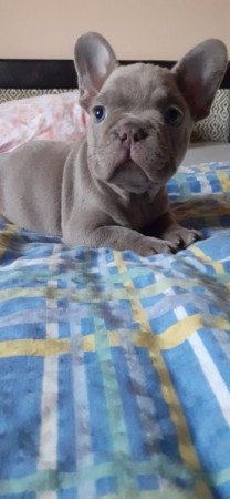 Francia bulldog
