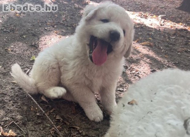 Kuvasz kölykök eladók