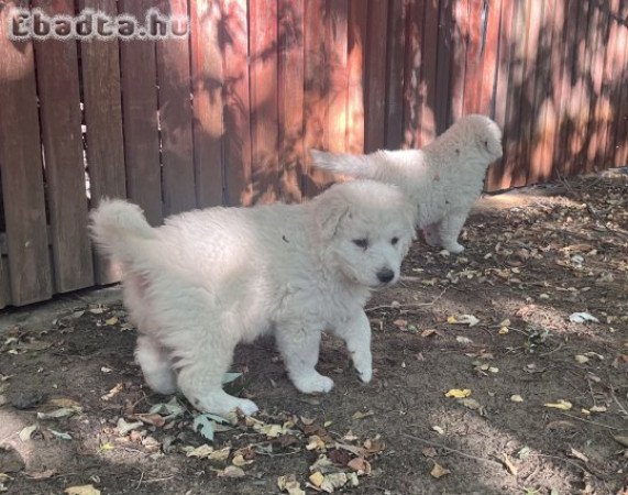 Kuvasz kölykök eladók
