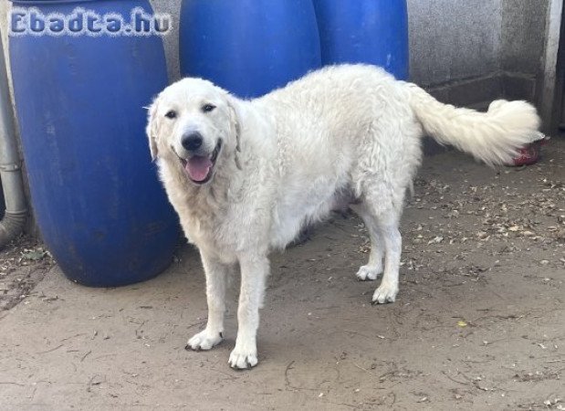 Kuvasz kölykök eladók
