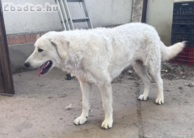 Kuvasz kölykök eladók